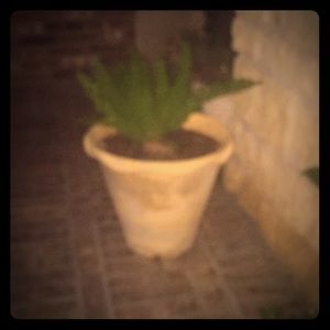 Gorgeous porch porcelain potted plant